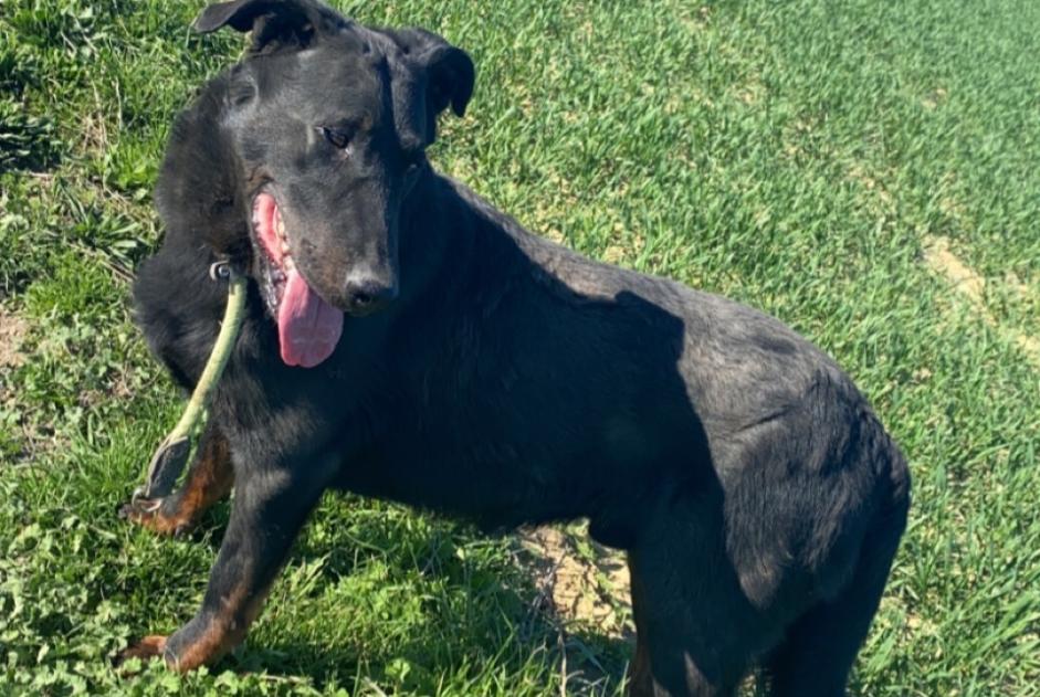 Vermisstmeldung Hund  Männliche , 45 jahre Genvry Frankreich